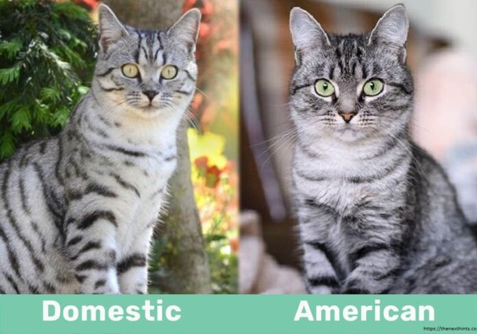 Tabby Cat Vs Domestic Shorthair - The Next Hints