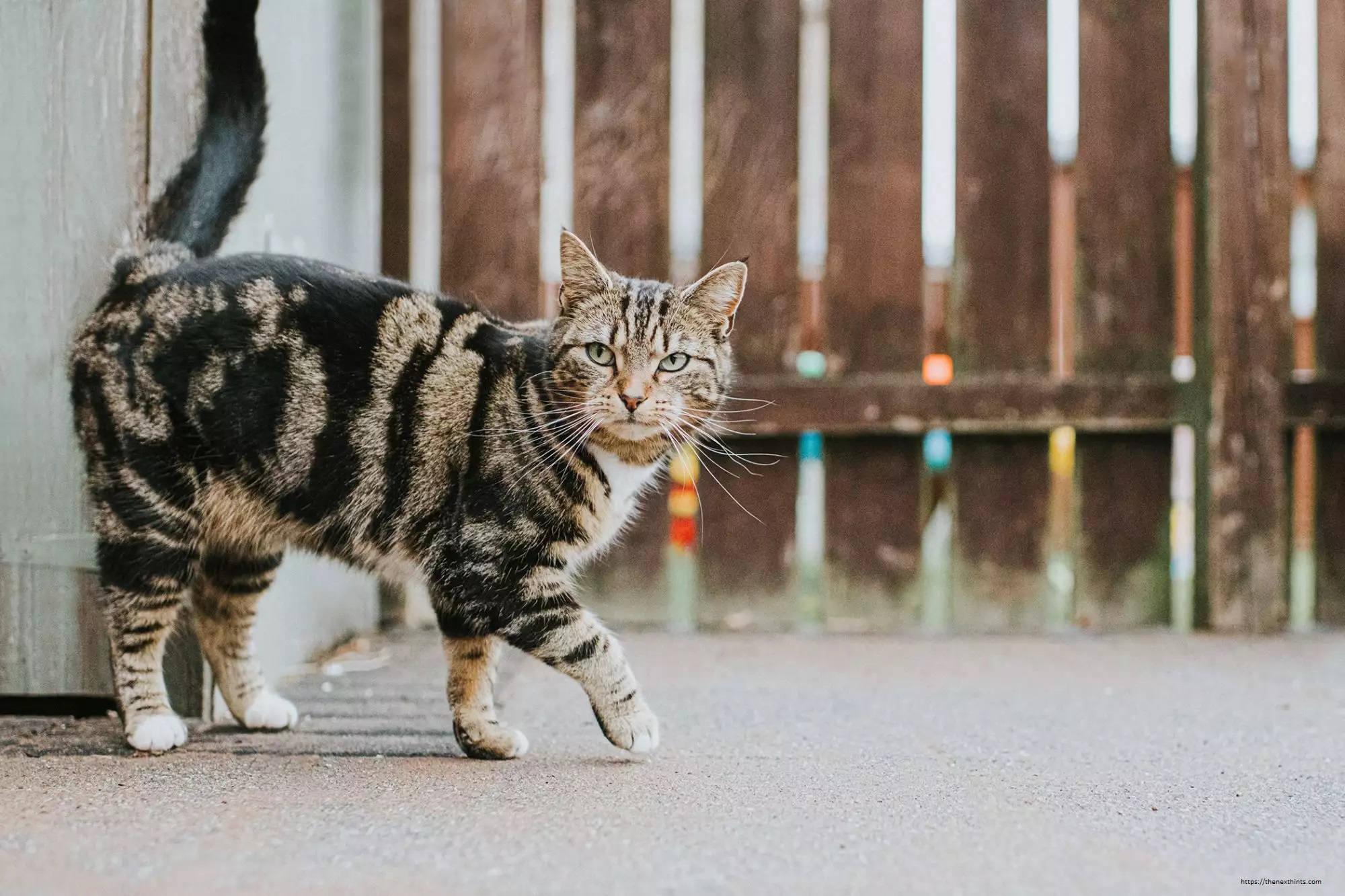 Tabby Cat Coat Patterns The Next Hints