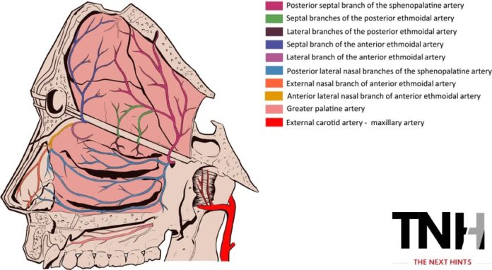 Discovering Kiesselbach’s Plexus Anatomy And Significance The Next Hints