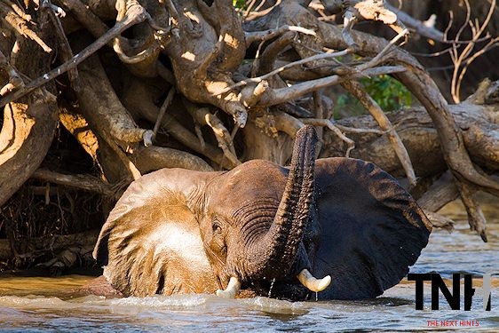Mammals of Zambia